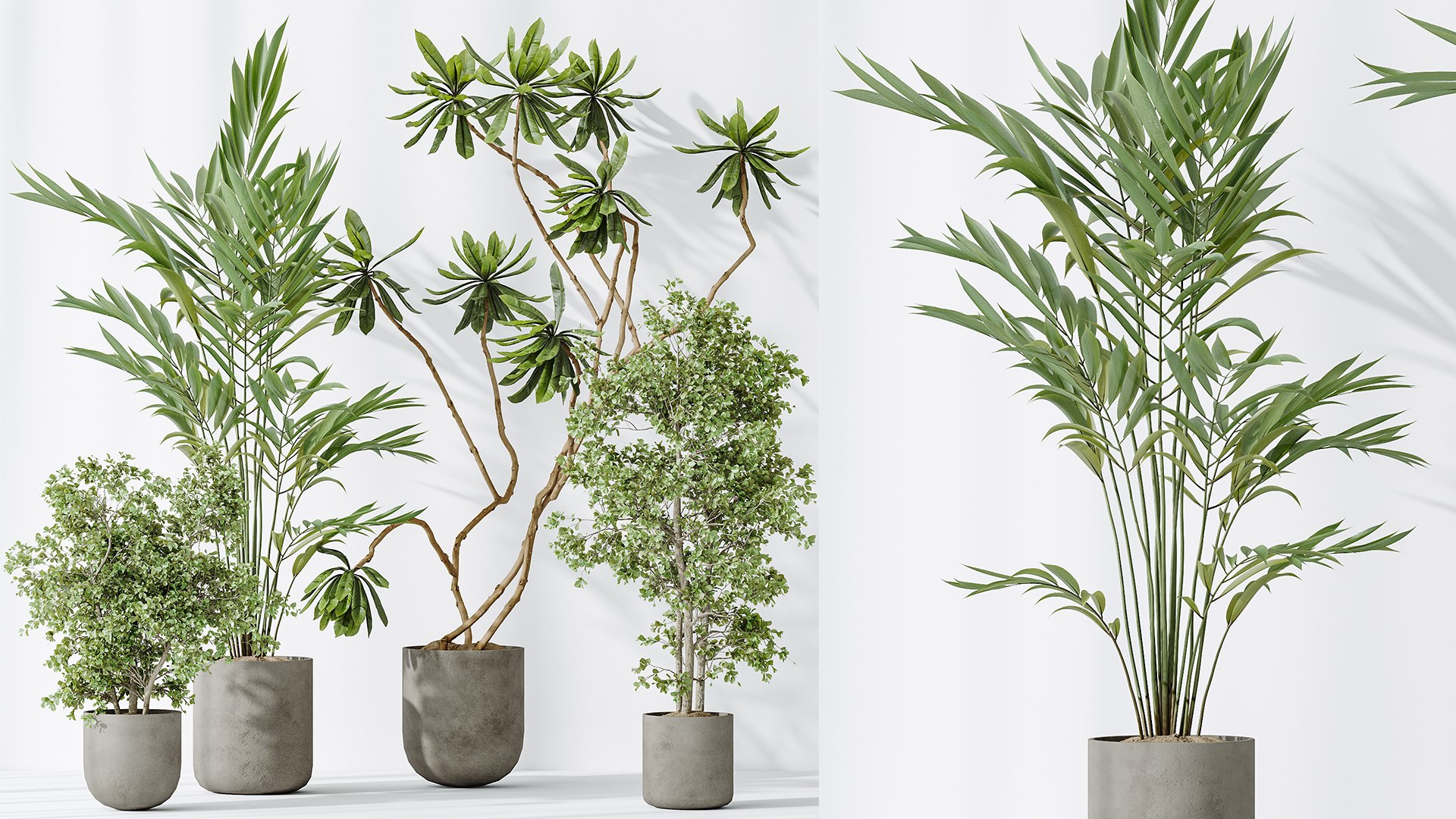 AV Indoor plants set 188 Mission Kalamata Leccino Arbequina Olive and Ficus Cyathistipula and Mounta 3D model https://p.turbosquid.com/ts-thumb/4T/u7YJvF/aZ/04/png/1740391034/1920x1080/fit_q87/f98a2e9de835dfbad900a11bd532f78070e3d67a/04.jpg