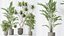 AV Indoor plants set 188 Mission Kalamata Leccino Arbequina Olive and Ficus Cyathistipula and Mounta