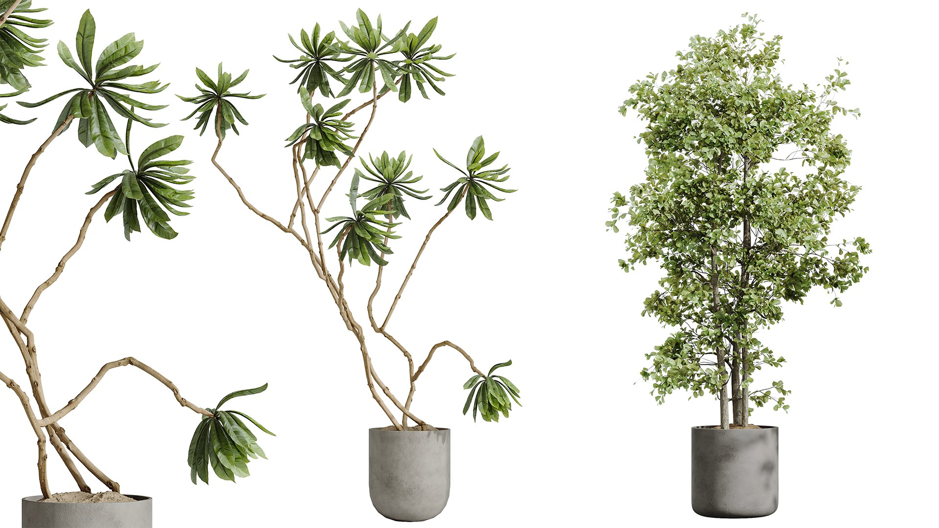 AV Indoor plants set 188 Mission Kalamata Leccino Arbequina Olive and Ficus Cyathistipula and Mounta 3D model https://p.turbosquid.com/ts-thumb/4T/u7YJvF/n9/03/png/1740391033/1920x1080/fit_q87/b1c762d4f4db9dad0f470d326a59a892a7cee241/03.jpg