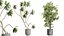 AV Indoor plants set 188 Mission Kalamata Leccino Arbequina Olive and Ficus Cyathistipula and Mounta