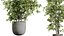 AV Indoor plants set 188 Mission Kalamata Leccino Arbequina Olive and Ficus Cyathistipula and Mounta