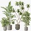 AV Indoor plants set 188 Mission Kalamata Leccino Arbequina Olive and Ficus Cyathistipula and Mounta
