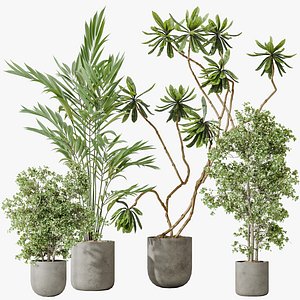 AV Indoor plants set 188 Mission Kalamata Leccino Arbequina Olive and Ficus Cyathistipula and Mounta