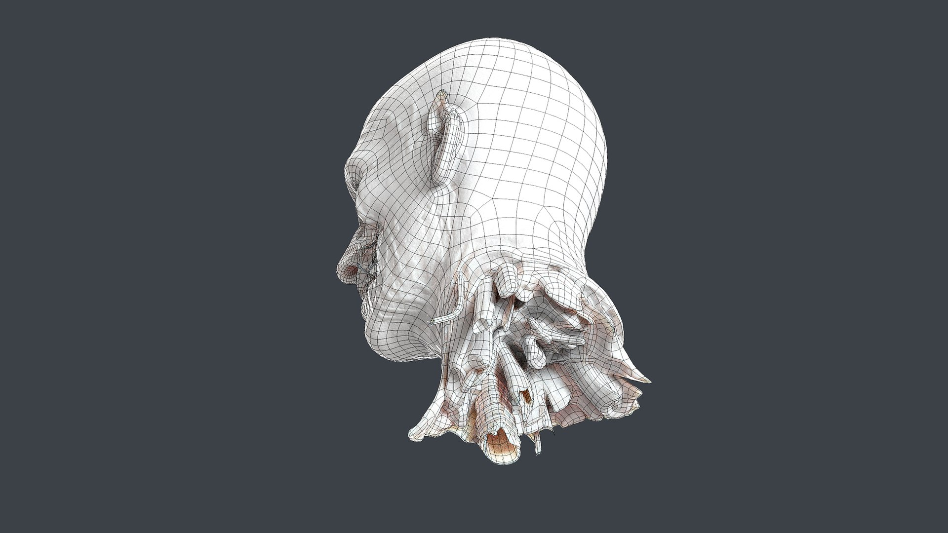 Severed Head 3D model https://p.turbosquid.com/ts-thumb/4U/6OImKR/8Z/wire3/png/1659618024/1920x1080/fit_q87/d3f4a89c58eb042dfe5a176a632821fc846f406c/wire3.jpg