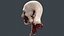 Severed Head