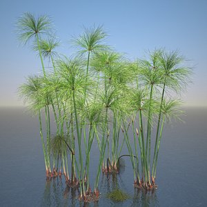 Cyperus Papyrus Set