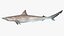 Atlantic Sharpnose Shark