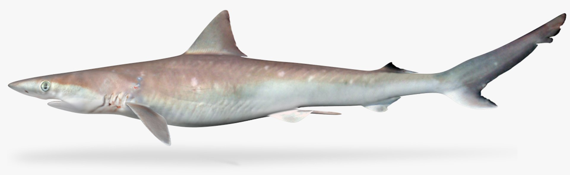 3D atlantic sharpnose shark model https://p.turbosquid.com/ts-thumb/4U/dCMJhl/AdCmx3oX/1/jpg/1501529907/1920x1080/fit_q87/60049afb9675e72ab49de8488ac666020c5fd4ed/1.jpg