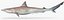Atlantic Sharpnose Shark