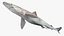 Atlantic Sharpnose Shark