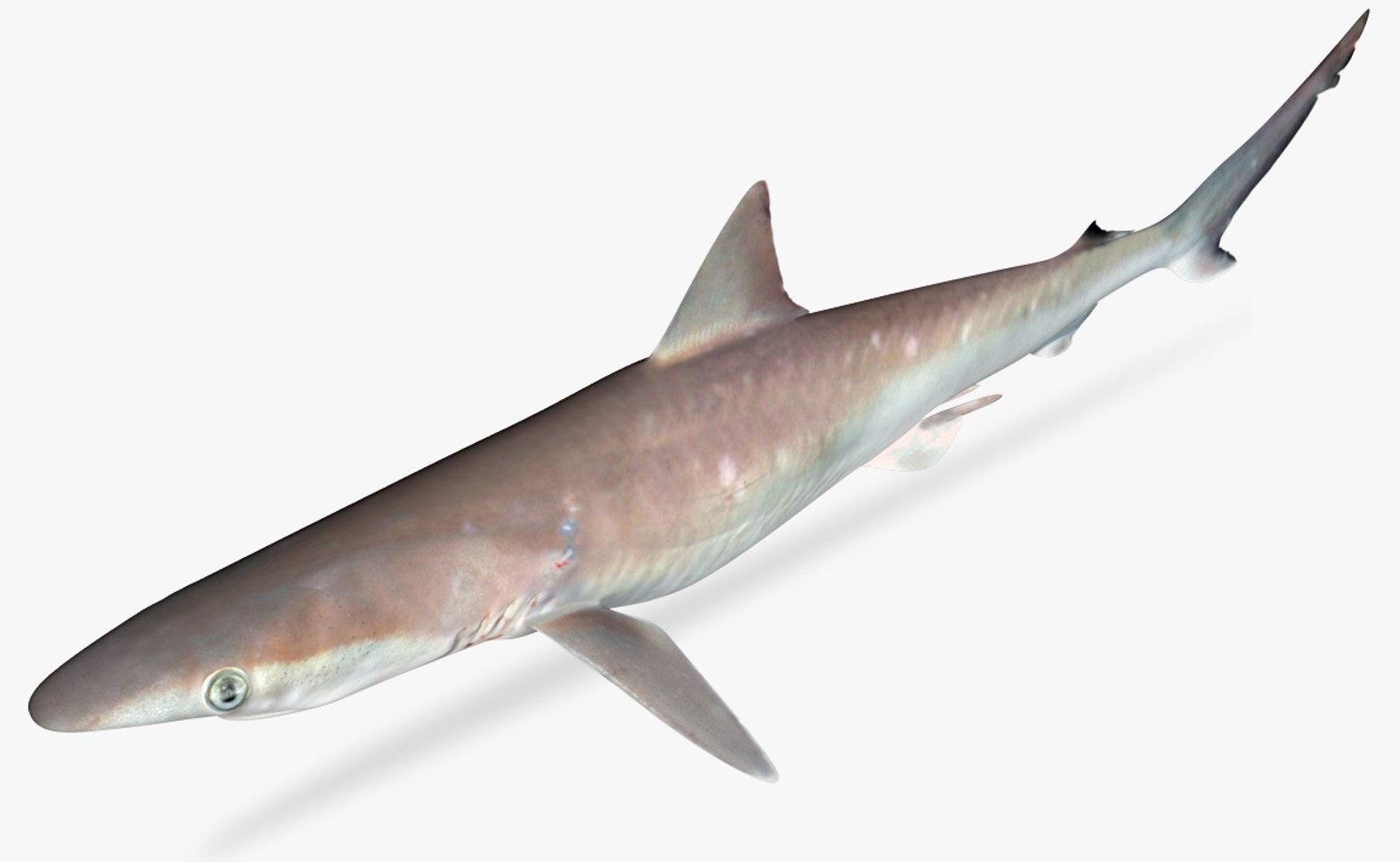 3D atlantic sharpnose shark model https://p.turbosquid.com/ts-thumb/4U/dCMJhl/Tf8ovr6L/3/jpg/1501529907/1920x1080/fit_q87/88d298d59ea984642ad360761cf90697281caf43/3.jpg