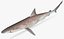 Atlantic Sharpnose Shark