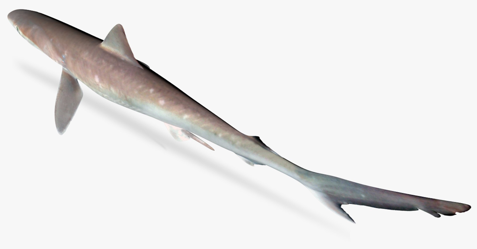 3D atlantic sharpnose shark model https://p.turbosquid.com/ts-thumb/4U/dCMJhl/ZdXiGpLV/4/jpg/1501529908/1920x1080/fit_q87/2a57d4e22ab8ca3b4fded632fd11925dd131cab0/4.jpg