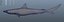 Atlantic Sharpnose Shark