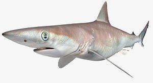 3D atlantic sharpnose shark model