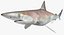 Atlantic Sharpnose Shark