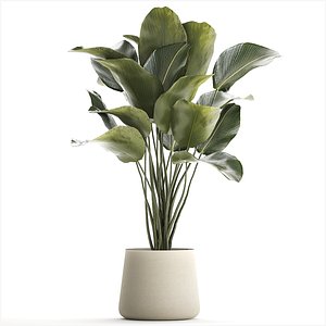 Beautiful plant Calathea lutea palm tree in a pot 1300 3D model