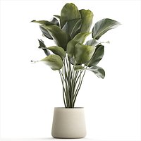 Beautiful plant Calathea lutea palm tree in a pot 1300