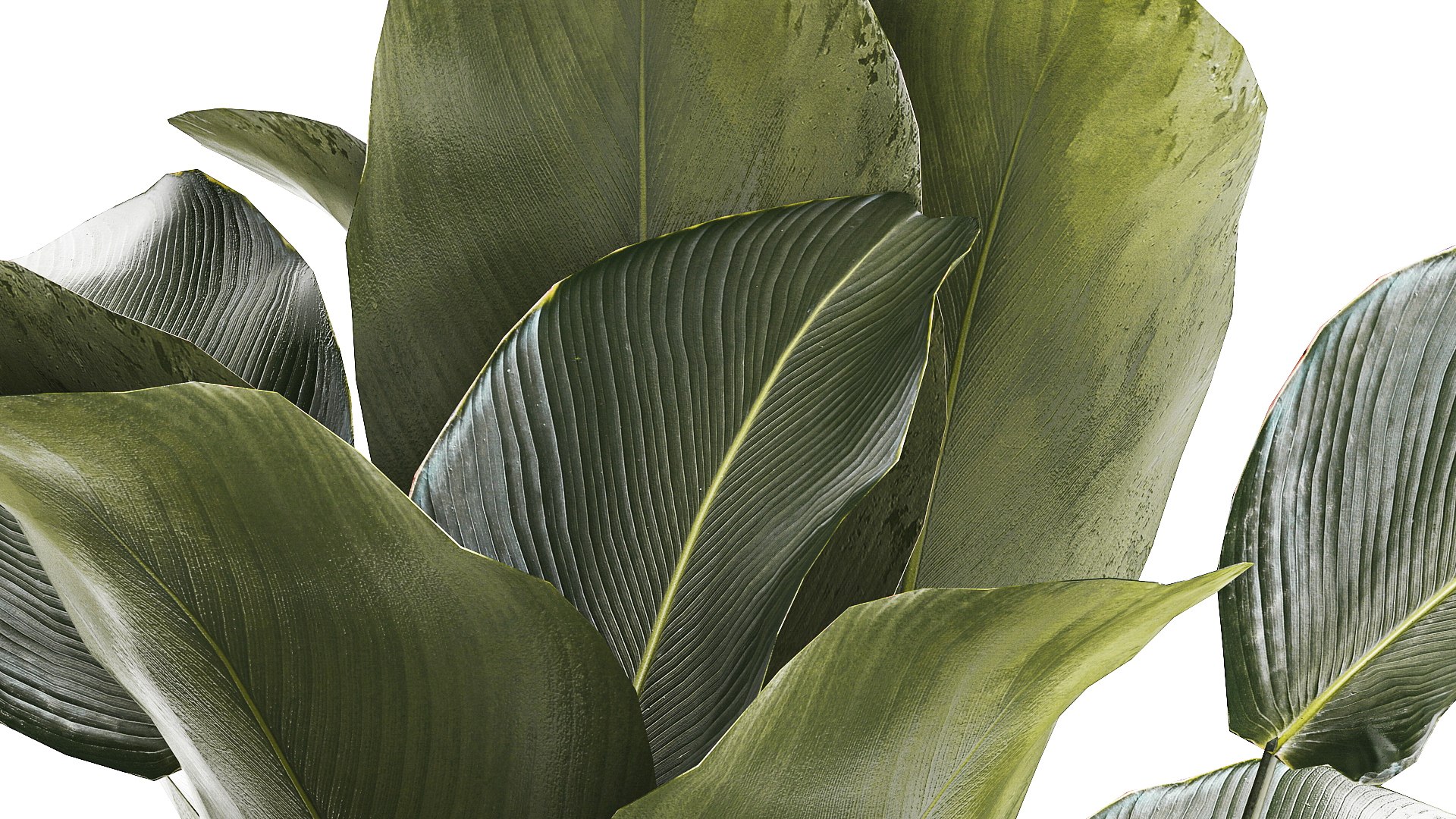 Beautiful Plant Calathea Lutea Palm Tree In A Pot 1300 3D Model ...