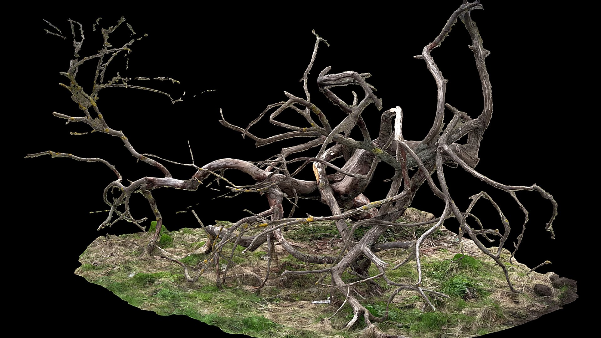 3D Model Tree Fallen Dry Branches RAW Photogrammetry - TurboSquid 2337273