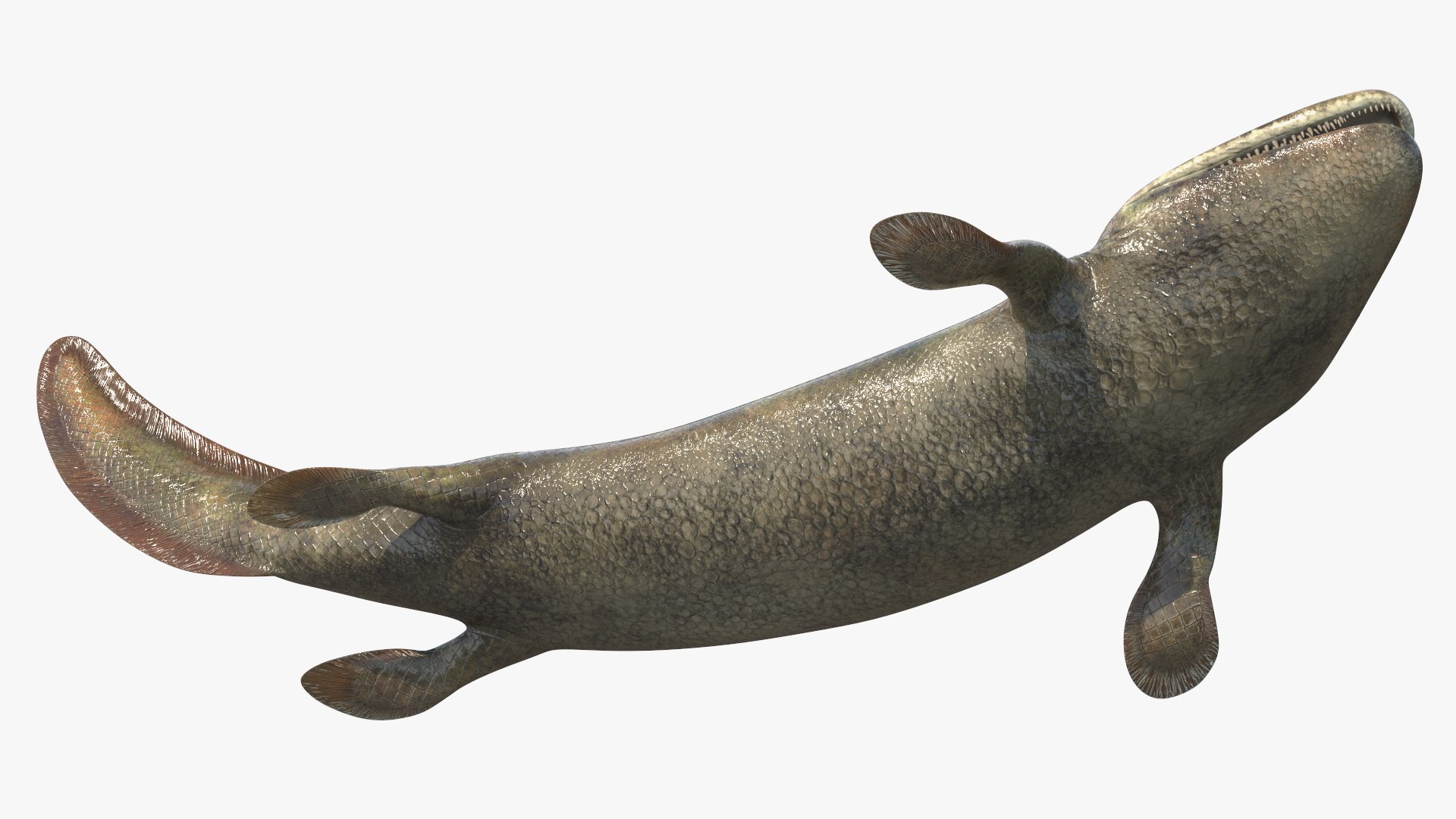 Tiktaalik Rigged for Cinema 4D 3D model https://p.turbosquid.com/ts-thumb/4U/fPGQjm/4r/tiktaalik_rigged_018/jpg/1735831061/1920x1080/fit_q87/cdc354b92f8bc3e563d9995f832cbc44082b6e9f/tiktaalik_rigged_018.jpg