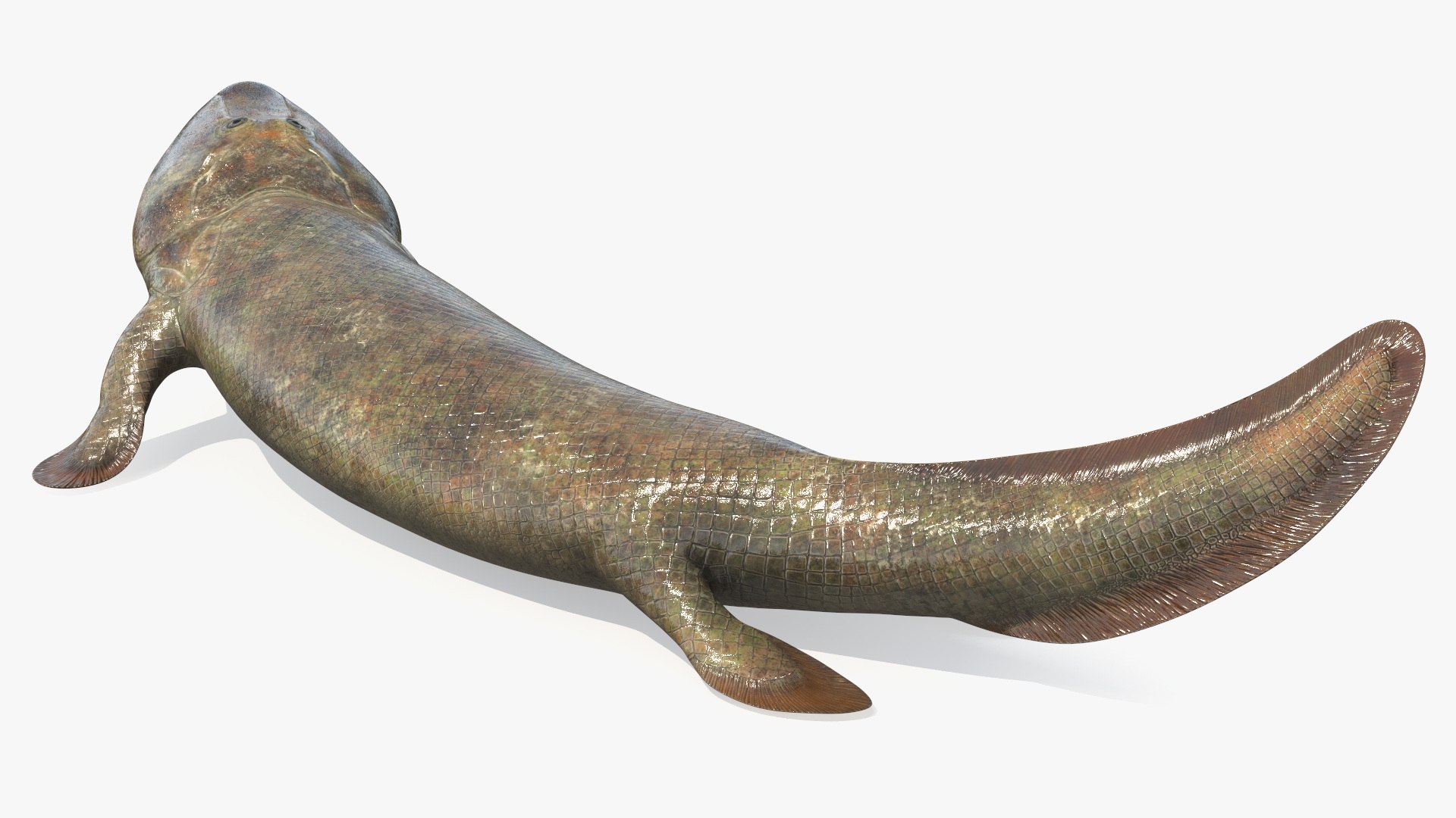 Tiktaalik Rigged for Cinema 4D 3D model https://p.turbosquid.com/ts-thumb/4U/fPGQjm/FO/tiktaalik_rigged_017/jpg/1735831053/1920x1080/fit_q87/9df58cdac36812d53624fe9cfd5ca16c1ca82572/tiktaalik_rigged_017.jpg