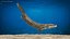 Tiktaalik preparado para Cinema 4D