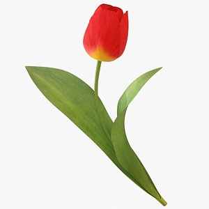 tulip flower 3D model