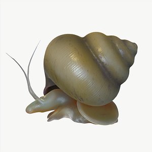 snail with entrails model