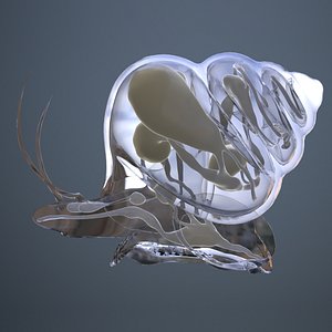 snail with entrails model