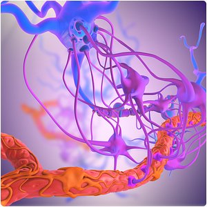 Blood Brain Barrier