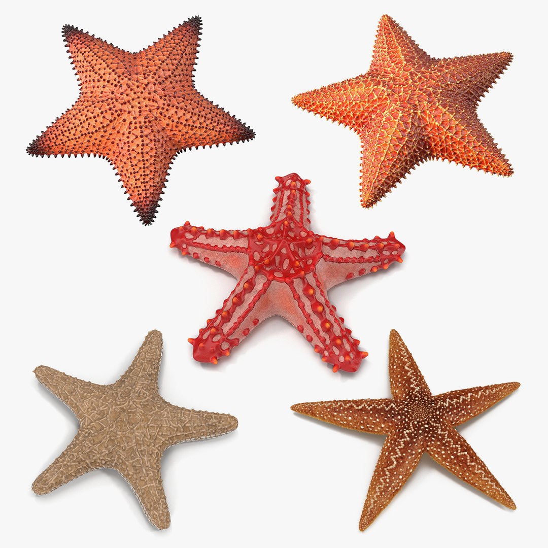 Starfishes Collection 3 3D model preview