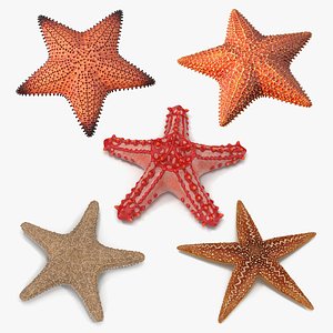Starfishes Collection 3 3D model