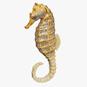 3D Pacific Seahorse Rigged Animated