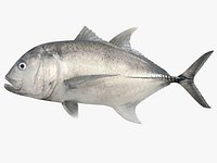 Giant Trevally