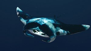 Manta Ray animated 3DsMax 2013-2017