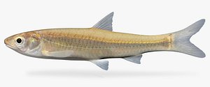 3ds max notropis blennius river shiner