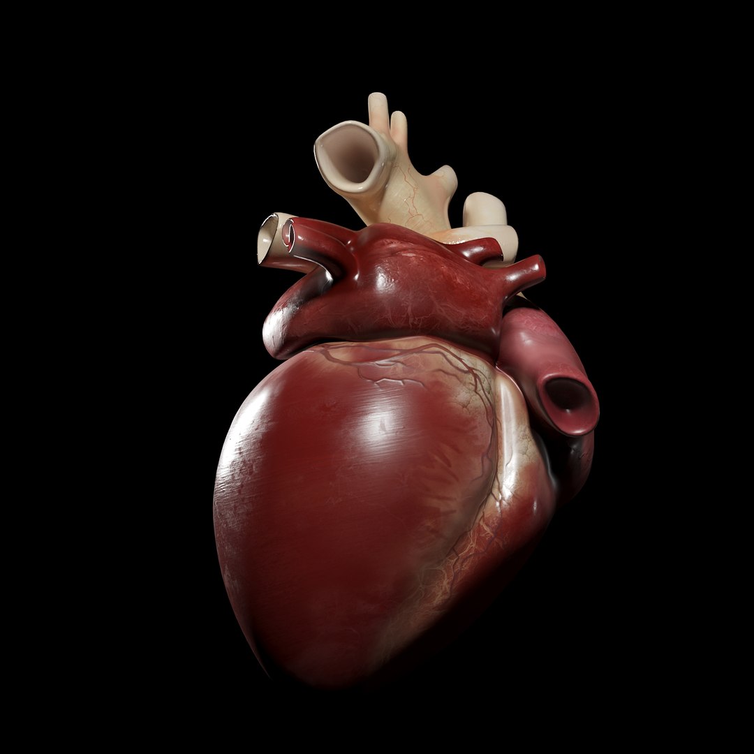 3D Human Heart Model - TurboSquid 1642187