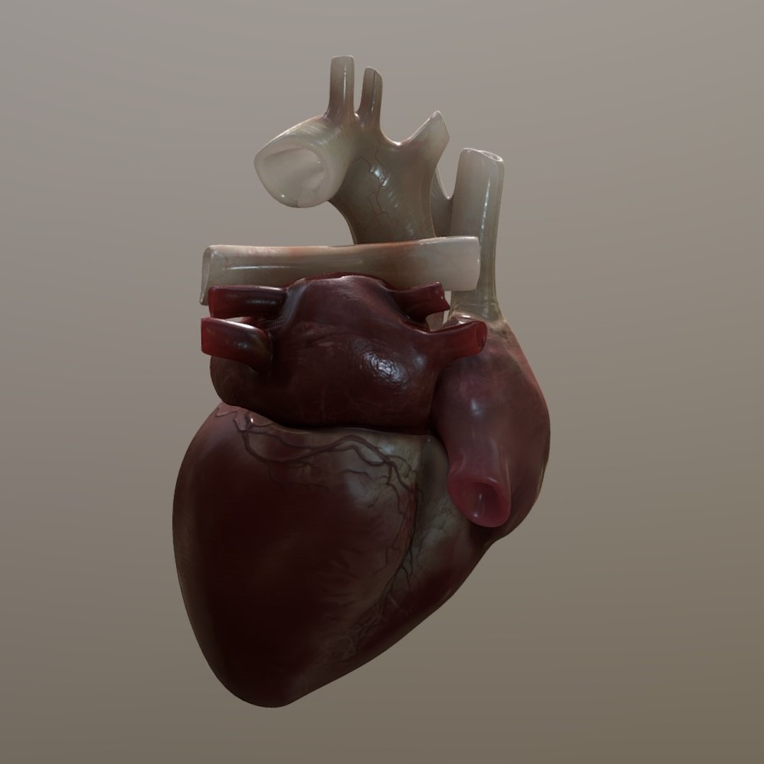 3D Human Heart Model - TurboSquid 1642187