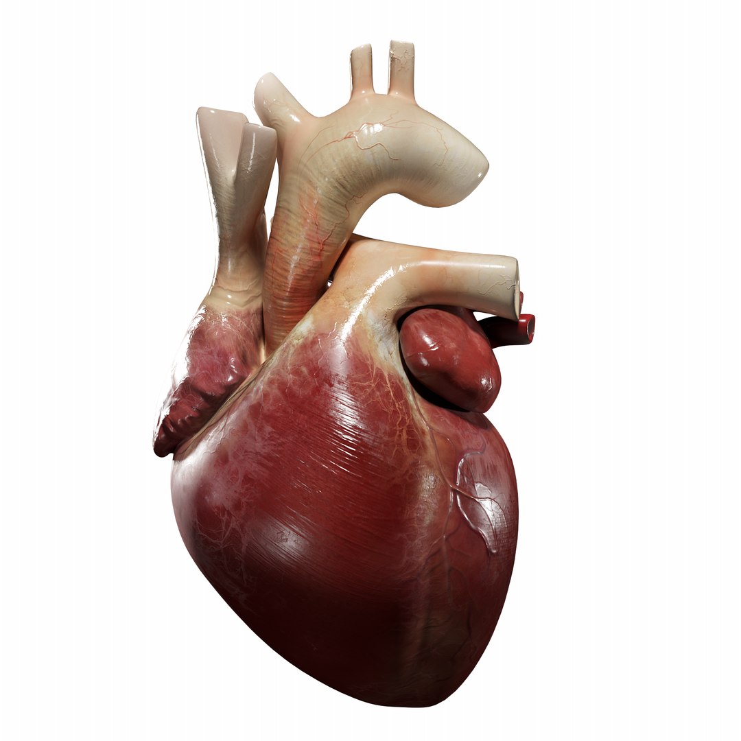 3D Human Heart Model - TurboSquid 1642187