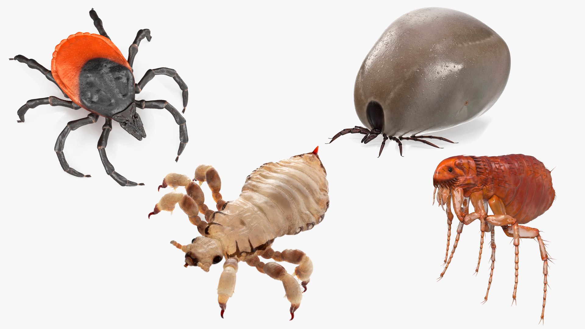 3D model Parasites Rigged Collection https://p.turbosquid.com/ts-thumb/4V/cbCRSr/7B/parasites_collection_rigged_001/jpg/1771407170/1920x1080/fit_q87/097e8f270be349732fe3b71817840c6a932ccda7/parasites_collection_rigged_001.jpg