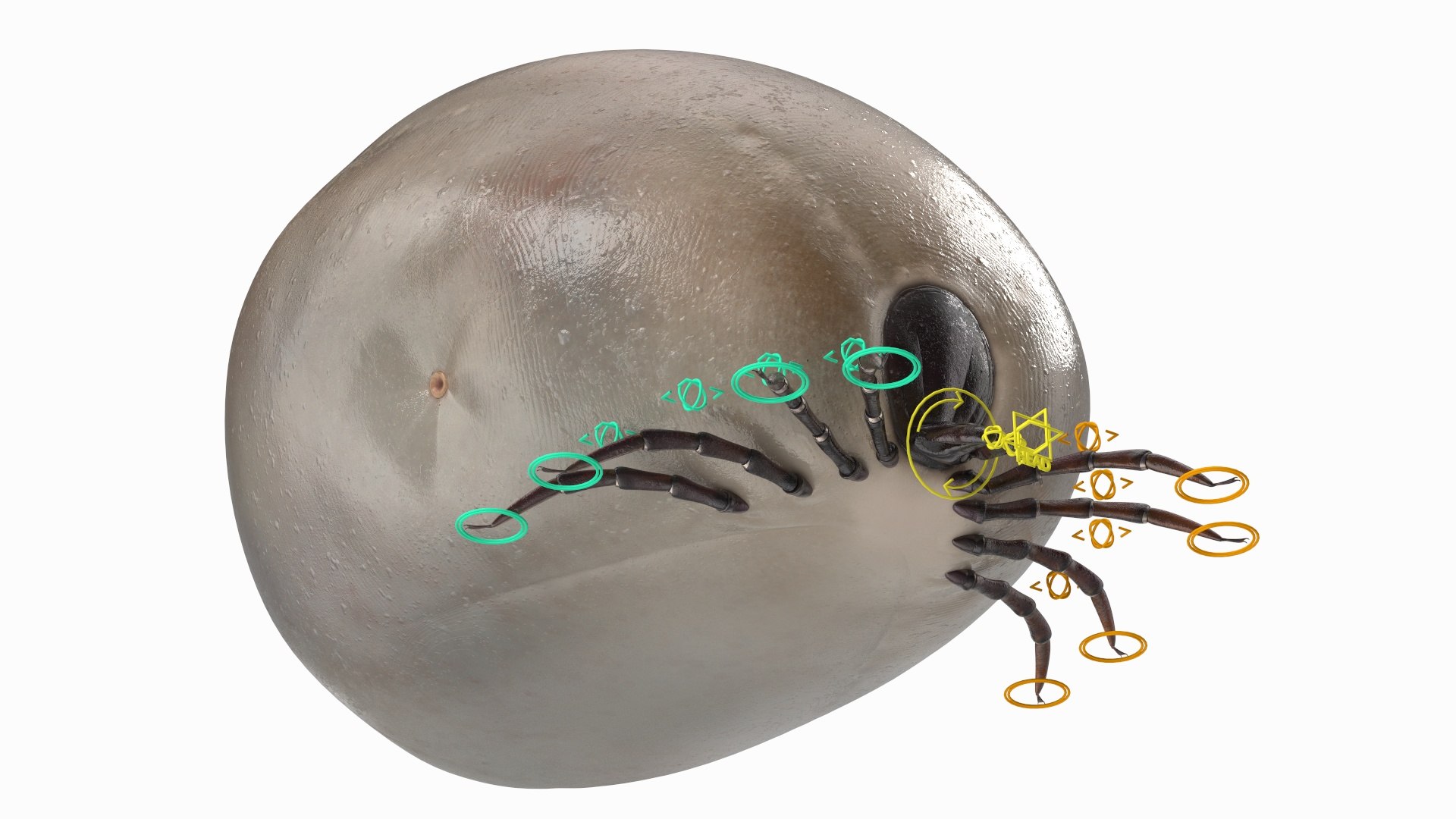 3D model Parasites Rigged Collection https://p.turbosquid.com/ts-thumb/4V/cbCRSr/Z8/parasites_collection_rigged_017/jpg/1771407172/1920x1080/fit_q87/95c0b6c74d407396fbab8a2e79a11b02947489cc/parasites_collection_rigged_017.jpg