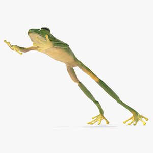 Jumping Tree Frog Animated Rigged for Blender 3D model