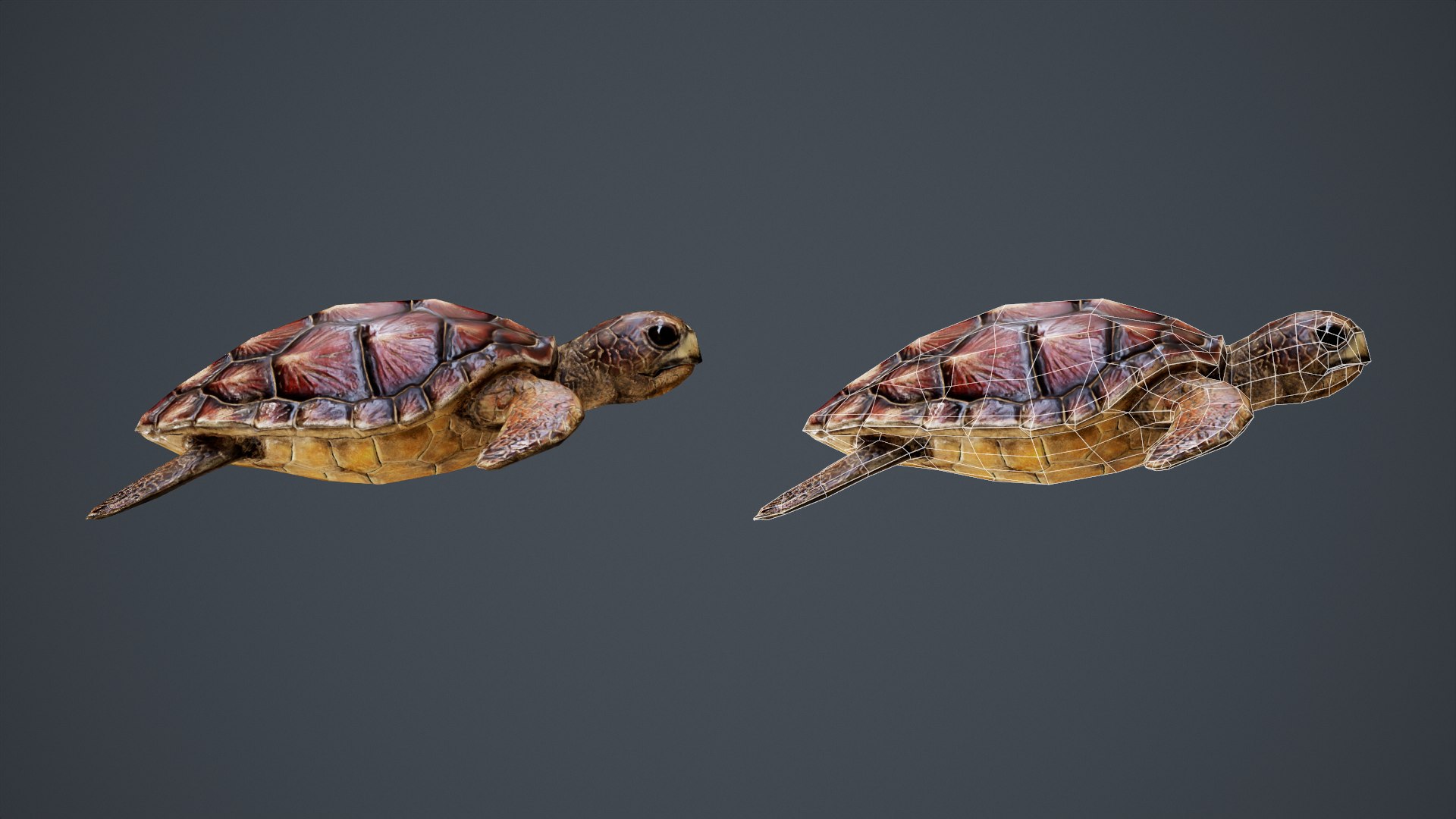 Sea Turtle - PBR Game Ready model https://p.turbosquid.com/ts-thumb/4V/qXcMTI/AU/side/png/1651559954/1920x1080/fit_q87/aa6f5ba653e719082f369050d6f7e292a8264f4c/side.jpg