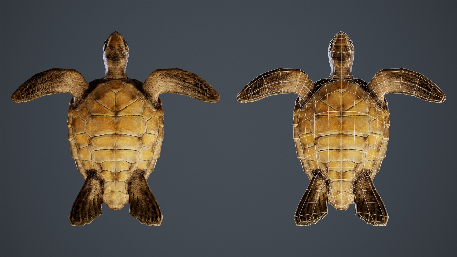 Sea Turtle - PBR Game Ready model https://p.turbosquid.com/ts-thumb/4V/qXcMTI/eh/bottom/png/1651559948/1920x1080/fit_q87/63c7b5a0871af0be8b6a2c2f76d414e5b211c8ef/bottom.jpg