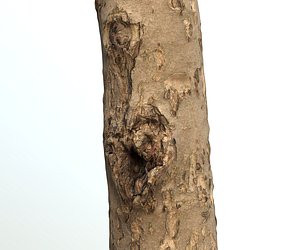 3D tree apple trunk