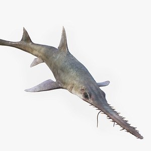 Saw Shark 3D model