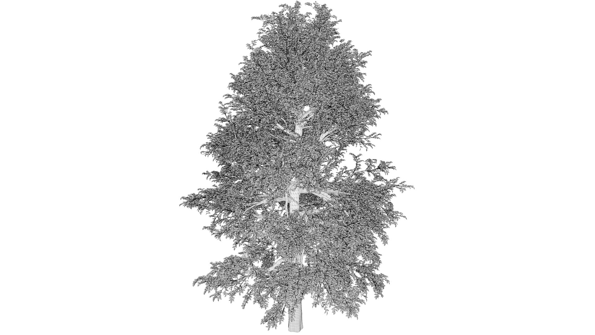 3D Black Gum Tree - 08 - model https://p.turbosquid.com/ts-thumb/4W/3ZnJO9/2P/blackgum_08_031/png/1741875302/1920x1080/fit_q87/8fdd8472513370f43b5866c6a14957110234dd64/blackgum_08_031.jpg