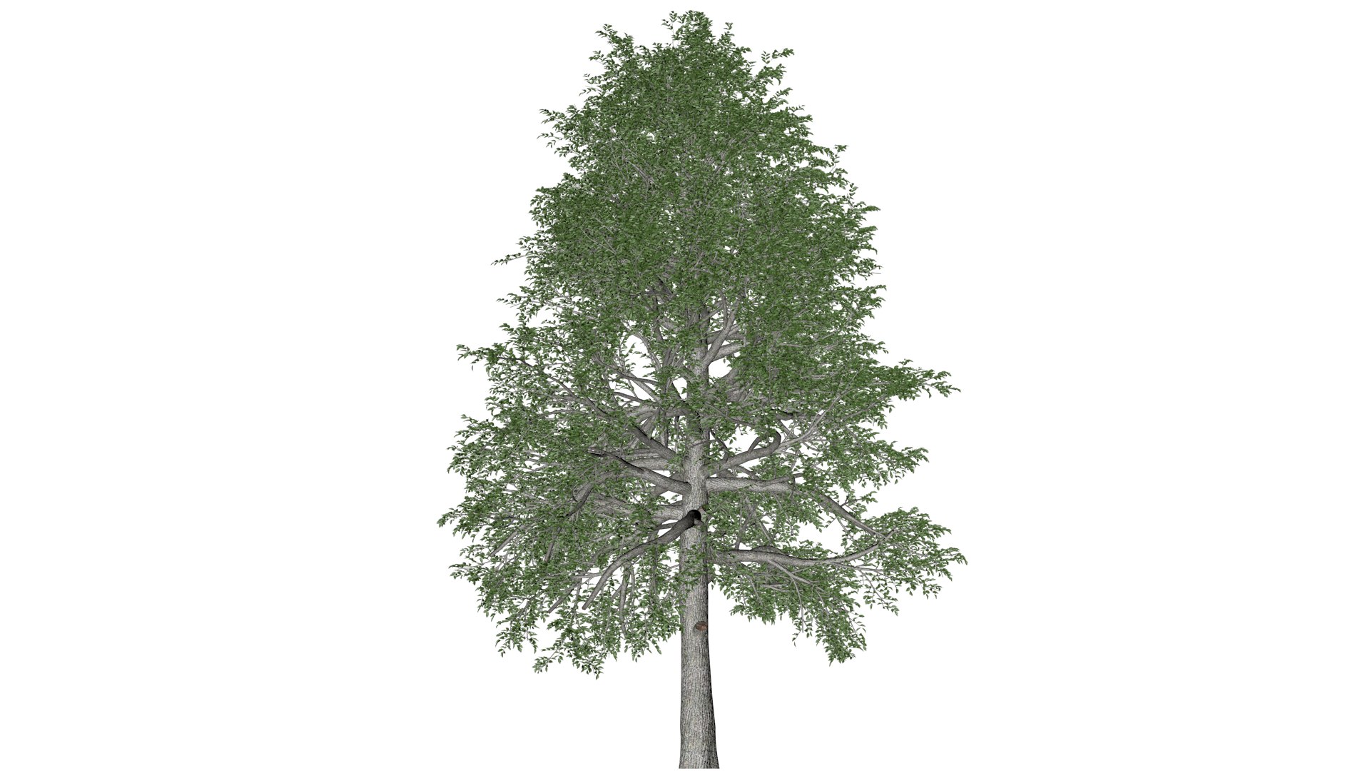 3D Black Gum Tree - 08 - model https://p.turbosquid.com/ts-thumb/4W/3ZnJO9/7M/bg_83/png/1741875301/1920x1080/fit_q87/4e1f23e870609336f4da7e045dc5d6cba1b33e21/bg_83.jpg