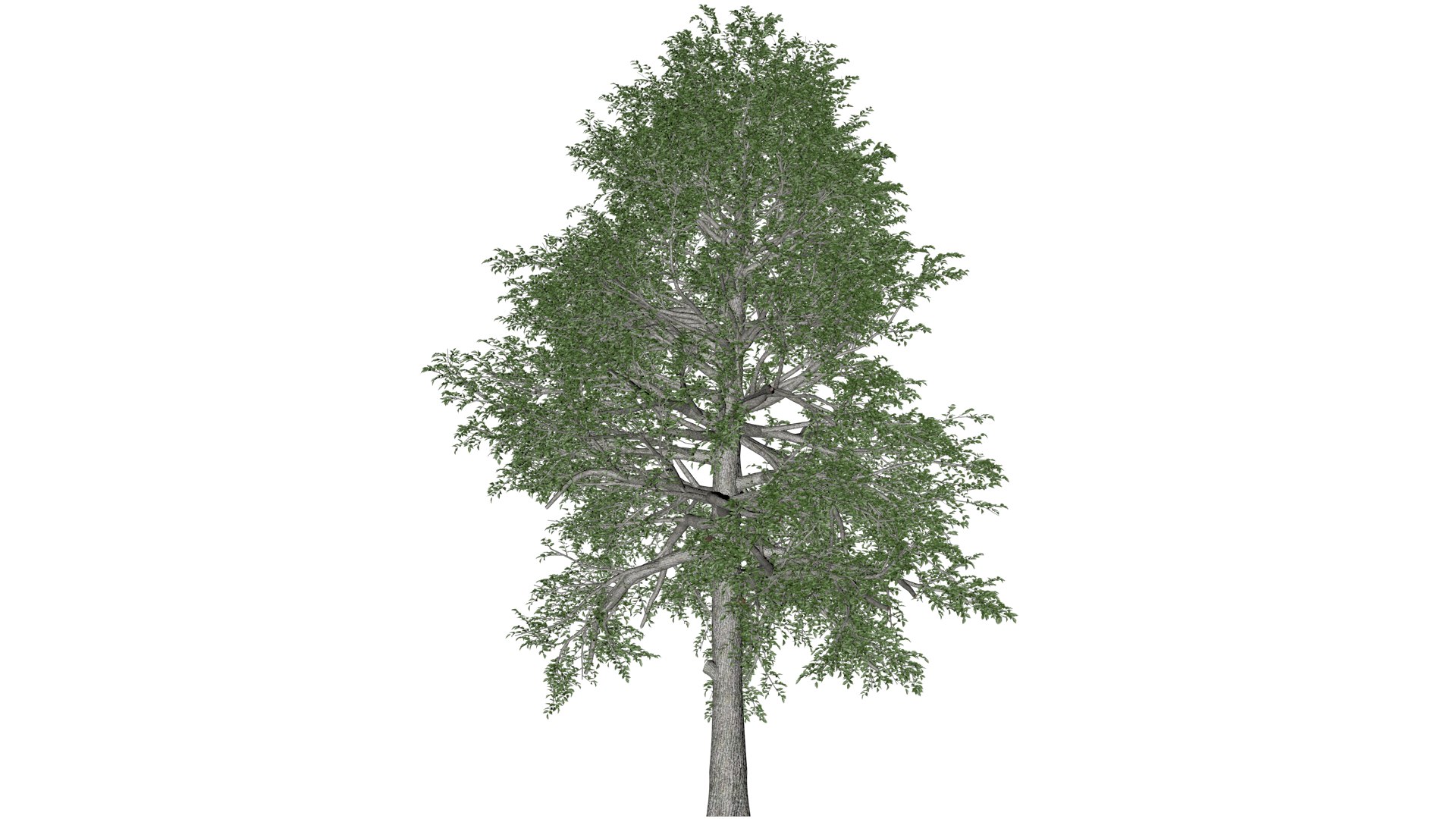 3D Black Gum Tree - 08 - model https://p.turbosquid.com/ts-thumb/4W/3ZnJO9/Vt/bg_8/png/1741875300/1920x1080/fit_q87/3e2e0514f7ed66868731dcaff3e08dc492e49061/bg_8.jpg